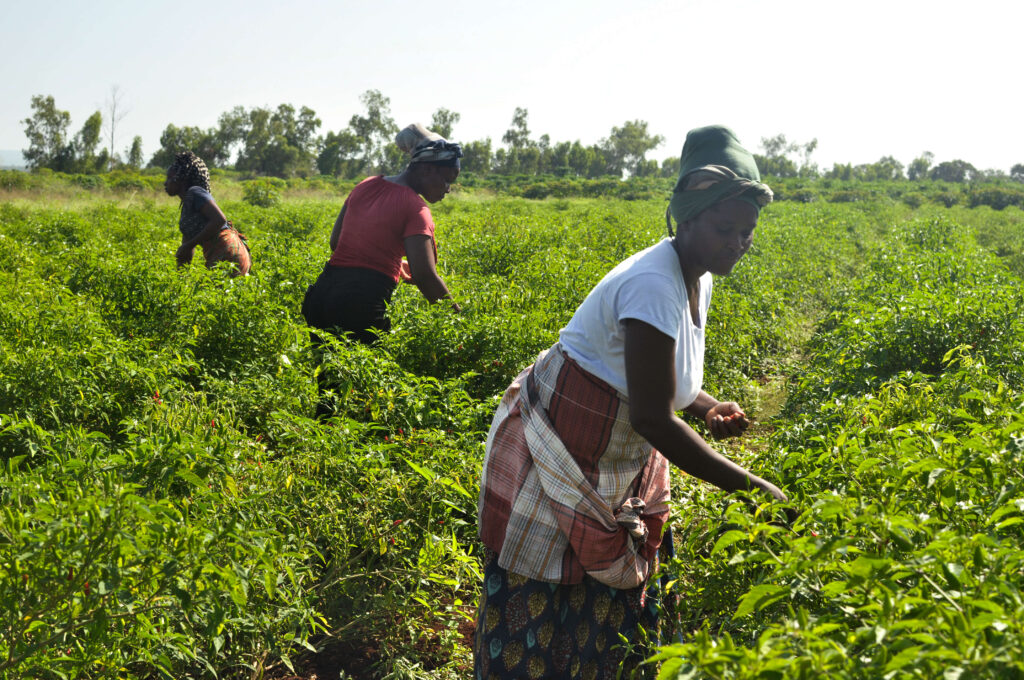 Mujeres campesinas en Mozambique