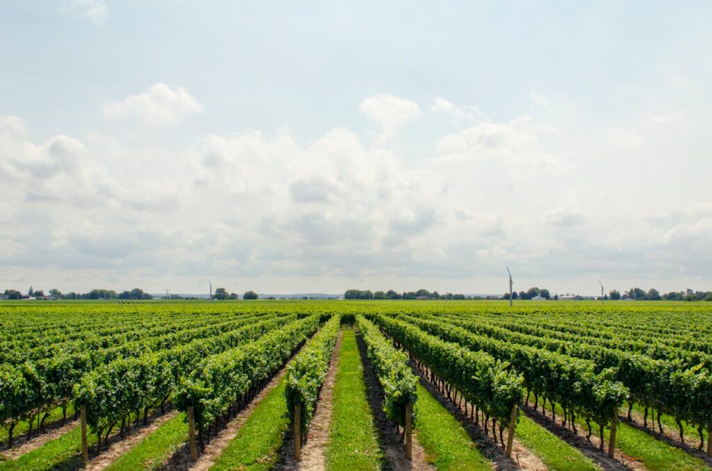 Huella hídrica plantación