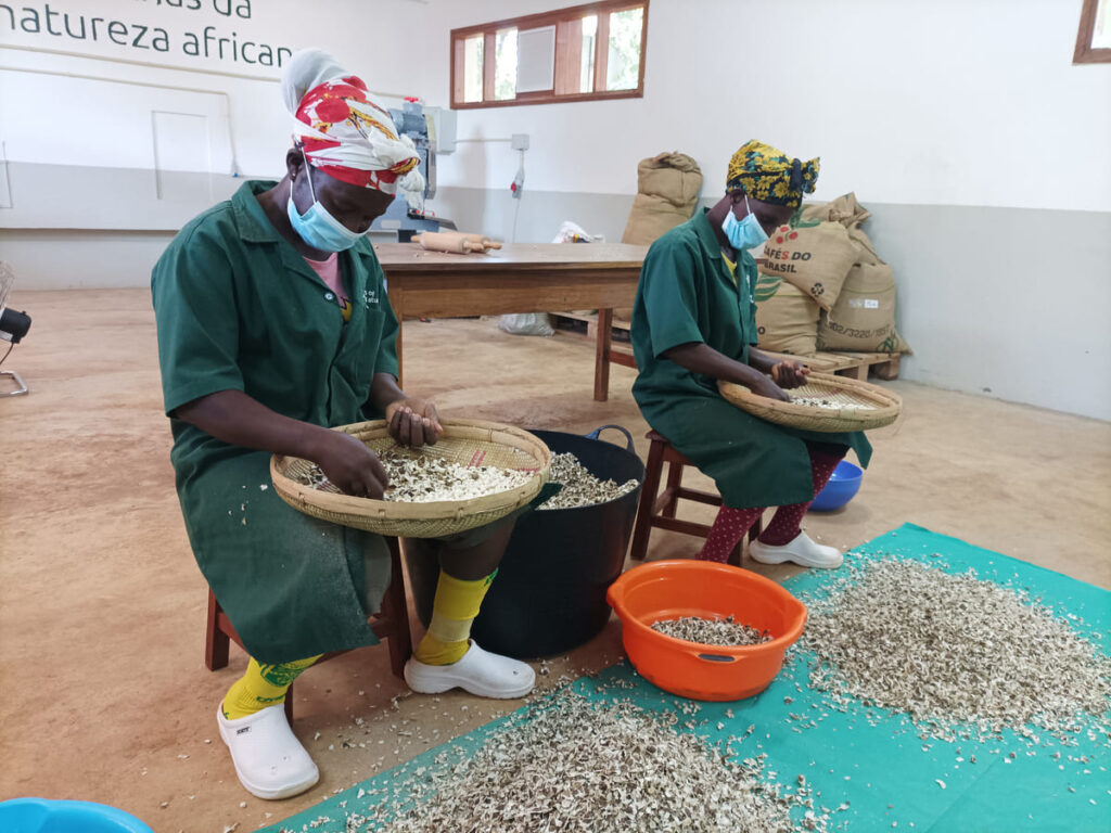 Personas trabajando en una planta de transformación de moringa